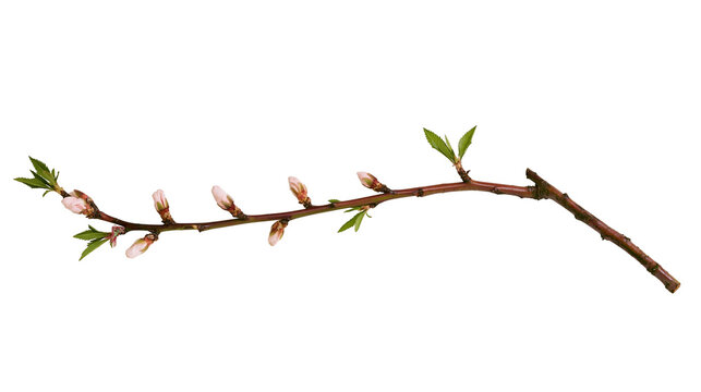 Isolated blossoming tree branch with pink flower buds and new green leaves, spring concept