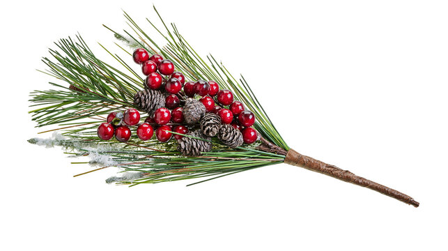 Isolated Christmas holiday decorative branch with pine needles, red berries, and rustic cones