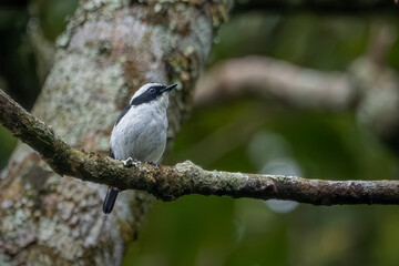 A beautiful small black and white bird is perching quietly on a rough, moss-covered tree branch. The bird has a distinct black head, a sharp dark beak, white underparts, and dark upperparts, sitting n © Riadi