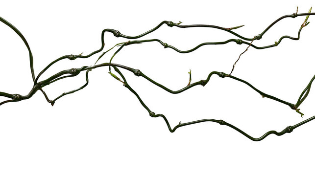 Isolated contorted willow branches with fresh green shoots, elegant organic natural botanical element