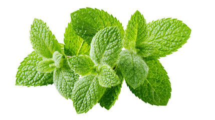 Isolated fresh green mint leaves arrangement closeup, vibrant aromatic herb for cooking and drinks. © Lars