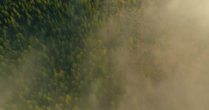 Drone top-down push-in over a Swedish pine forest with mature and young trees divided by a gravel forestry road, low mist and golden autumn light highlighting sustainable reforestation.