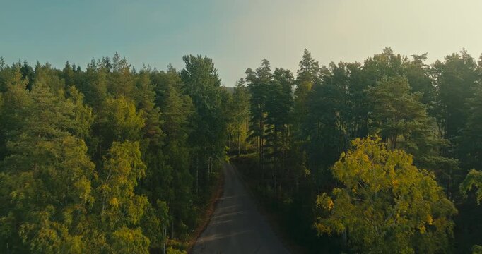 Drone flies along a gravel forestry road through mature pine forest before revealing young trees in an open reforestation area, surrounded by autumn colors and low drifting mist.