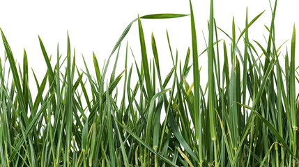 Fototapeta premium Isolated natural vibrant green fresh spring grass blades growing upwards, close-up