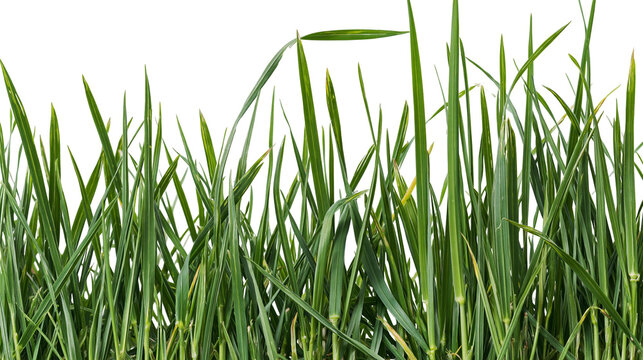 Isolated natural vibrant green fresh spring grass blades growing upwards, close-up