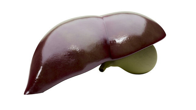 Isolated human liver and gallbladder anatomy, accurate realistic 3D render for medical education.