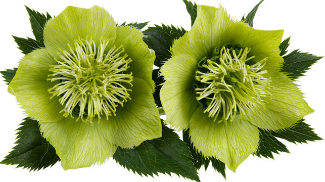 Isolated two fresh green hellebore flowers with vibrant petals and dark leaves, blooming in spring.