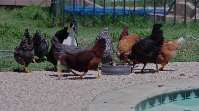 A mixed flock of chickens, ducks, and a turkey gathers around a food bowl, sharing a meal beside a backyard swimming pool on a sunny day.
