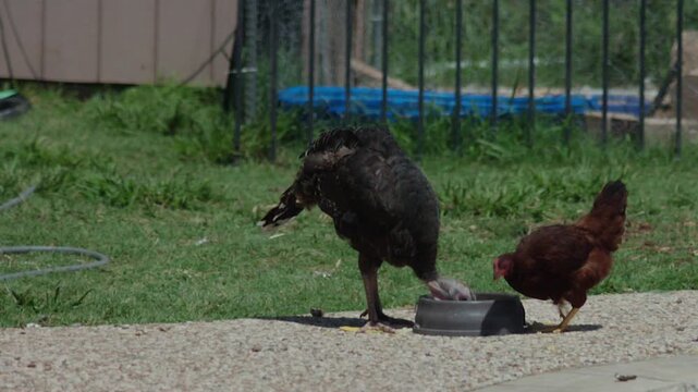 A young turkey and brown chicken gather beside a food bowl, pecking and feeding together in a sunny backyard farm setting.