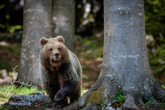 A day in the Slovenian forest