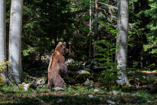 A day in the Slovenian forest