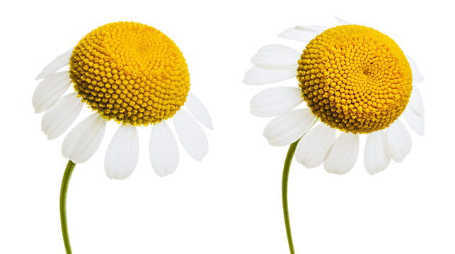 Isolated pair of fresh chamomile flowers showing delicate white petals and green stems