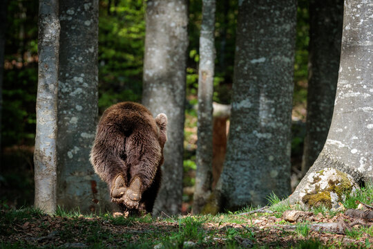 A day in the Slovenian forest