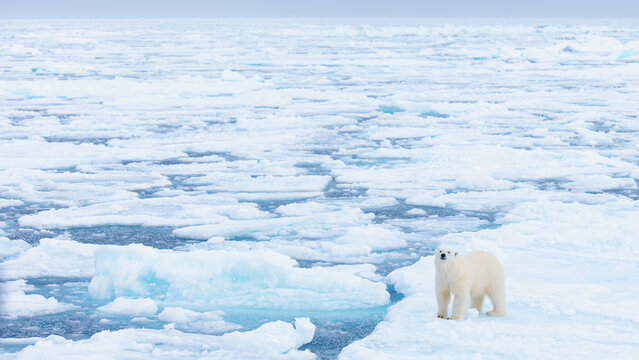 Polar bear on the pack ice in the Arctic