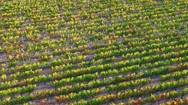 Tilted-down drone perspective over sunlit vineyard rows create dense green patterns across rural French farmland at sunrise.