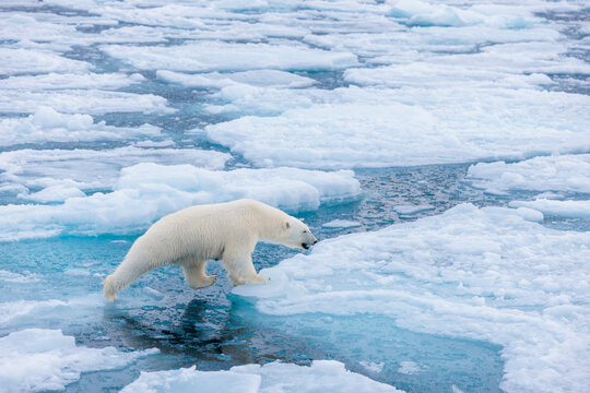 Polar bear on the pack ice in the Arctic