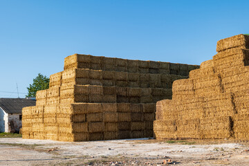 Hay harvesting is shown with large stacks of hay piled neatly in a field. This activity is common in rural locations during harvest season © SMK