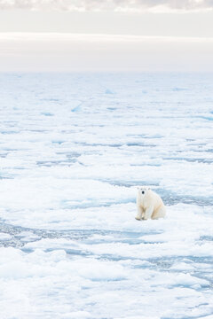 Polar bear on the pack ice in the Arctic