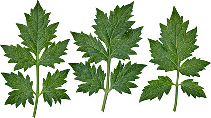 Isolated fresh green plant leaves displaying intricate venation and serrated edges © Aoife