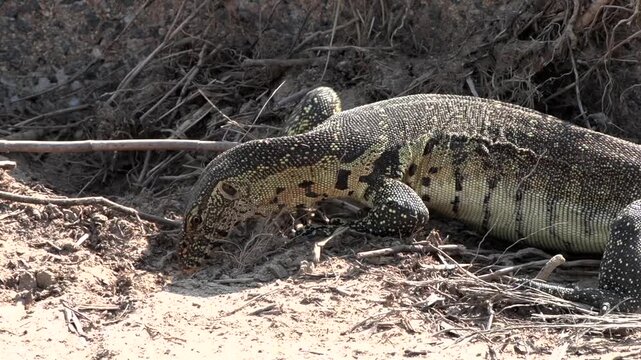 An impressive Nile monitor lizard digs through dry flood debris on a cement bridge while searching for hidden prey.