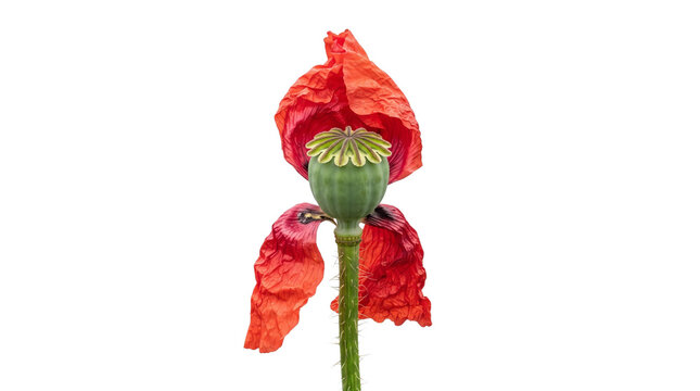 Vibrant red poppy flower seed pod closeup, blooming papaver head with delicate petals, floral botany stem for nature design isolated PNG with Transparent Background