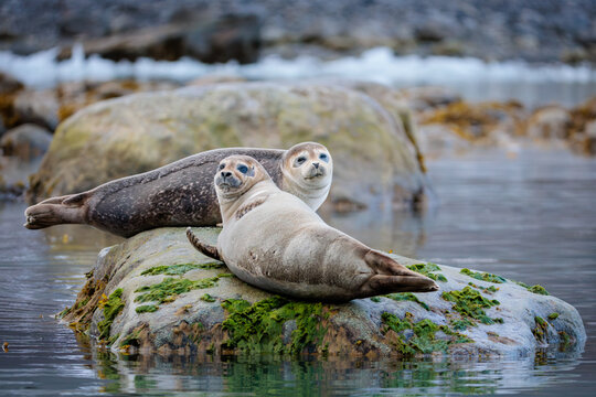 Seals on a rock in the Arctic