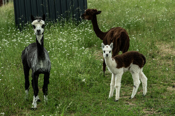 alpaka tier natur lama familie © fotorena.de