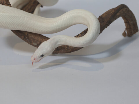 Leucistic Ball Python Slithering on Wooden Branch Over White Background