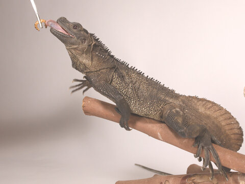 Sailfin Lizard Catching a Mealworm from Tweezers in Studio Setup