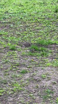 Great tit foraging on grass in a spring park with fresh green vegetation
