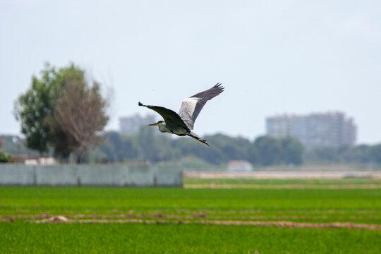 Aves migratorias en albufera de valencia