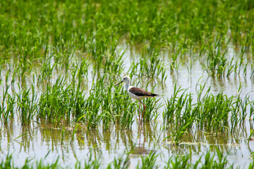 Aves migratorias en albufera de valencia © Grey G.