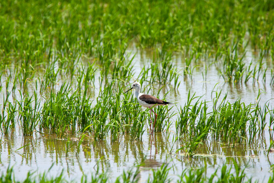 Aves migratorias en albufera de valencia
