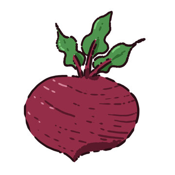 vector illustration of a beet