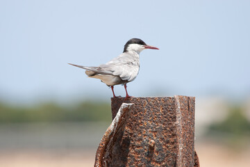 Fototapeta premium Aves migratorias en albufera de valencia