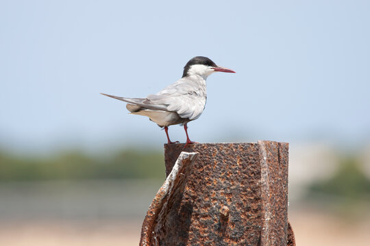 Aves migratorias en albufera de valencia