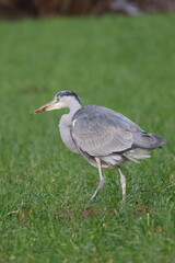Fototapeta premium Grey heron standing in a green meadow