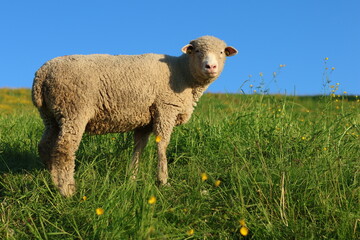 Sheep standing in a green meadow under a clear blue sky © Norman