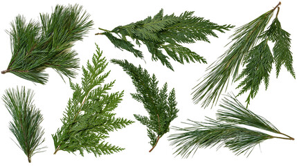 Fototapeta premium Isolated mix of vibrant green pine and cedar branches, fresh natural holiday winter greenery