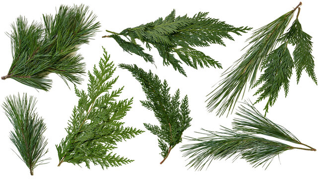 Isolated mix of vibrant green pine and cedar branches, fresh natural holiday winter greenery
