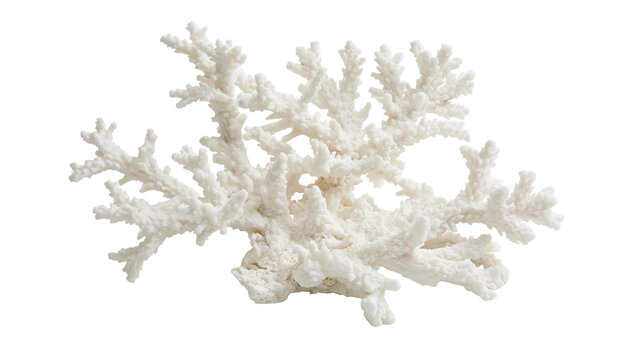 Isolated natural white coral branch specimen, detailed organic marine reef decoration object