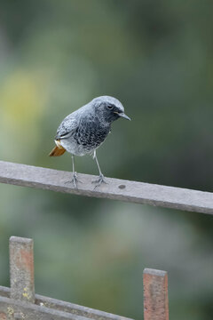 Adult male black redstart (Phoenicurus ochruros), small passerine bird in the genus Phoenicurus.