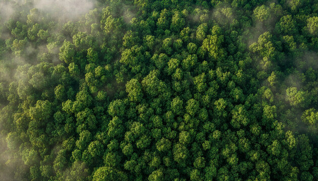 Lush green forest canopy viewed from high above during early morning with soft dramatic mist drifting gently across dense emerald woodland trees