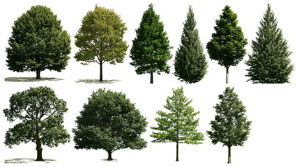 Isolated group of diverse green deciduous and evergreen trees with lush foliage and distinct trunks © Niamh