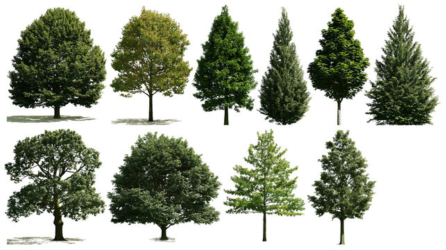 Isolated group of diverse green deciduous and evergreen trees with lush foliage and distinct trunks