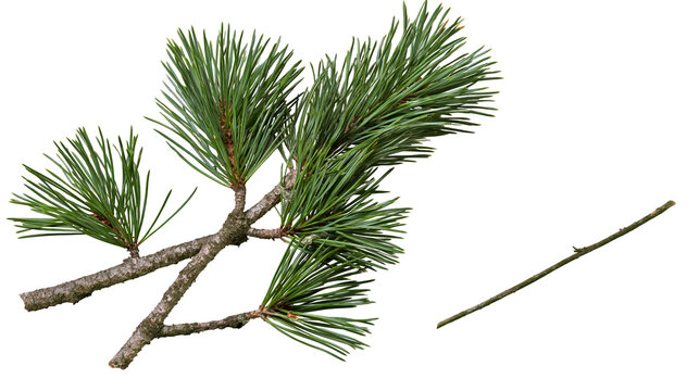 Isolated natural pine tree branch with fresh green needles and a small textured brown twig