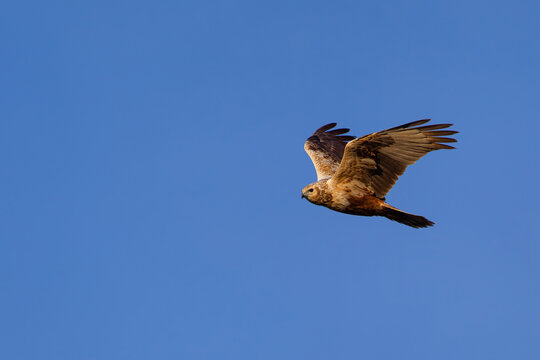 second calendar year or immature female eastern marsh harrier (circus spilonotus) in flight, found in eastern Mongolia in Dornod Aimag