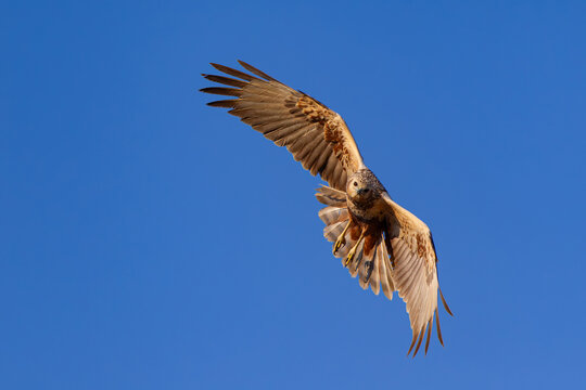 second calendar year or immature female eastern marsh harrier (circus spilonotus) in flight, found in eastern Mongolia in Dornod Aimag