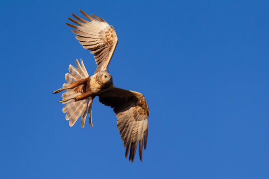 second calendar year or immature female eastern marsh harrier (circus spilonotus) in flight, found in eastern Mongolia in Dornod Aimag