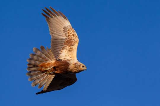 second calendar year or immature female eastern marsh harrier (circus spilonotus) in flight, found in eastern Mongolia in Dornod Aimag